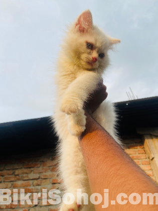 Persian kitten